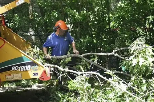 tree services Fairton